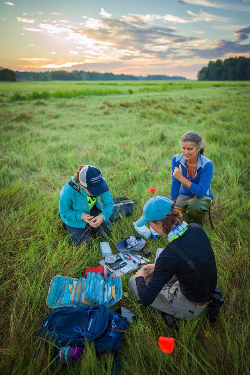 Three researchers sit in a saltmarsh at dawn examining saltmarsh sparrows and preparing equipment for research