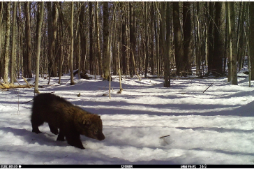 a fisher on a trail cam