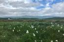 The Stordalen mire in Abisko, Sweden, a subarctic region where Assistant Professor Jessica Ernakovich has collected data on soil microbes in permafrost.